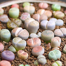 เมล็ด Lithops mix