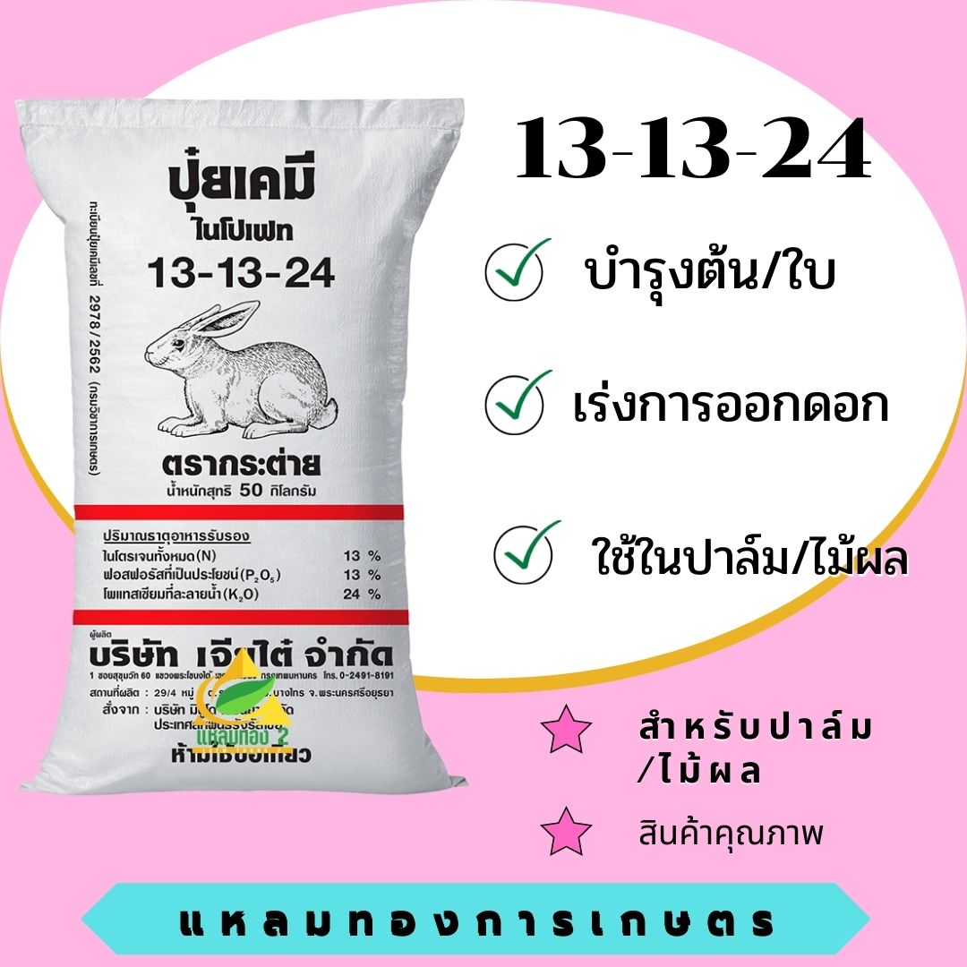 13-13-24 กระต่าย