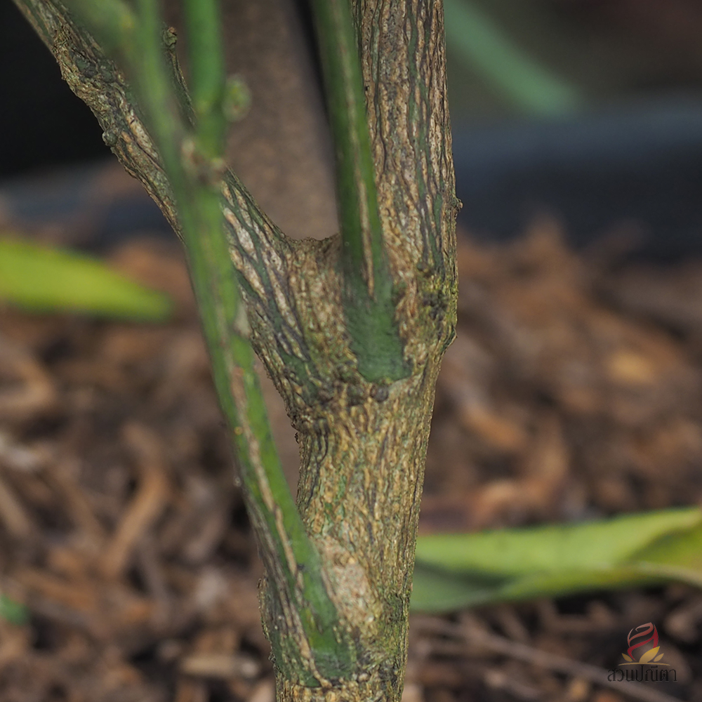 ส้มจี๊ด