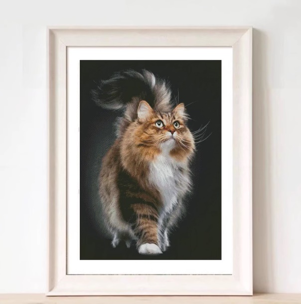 Norwegian Cat (พิมพ์ลาย)