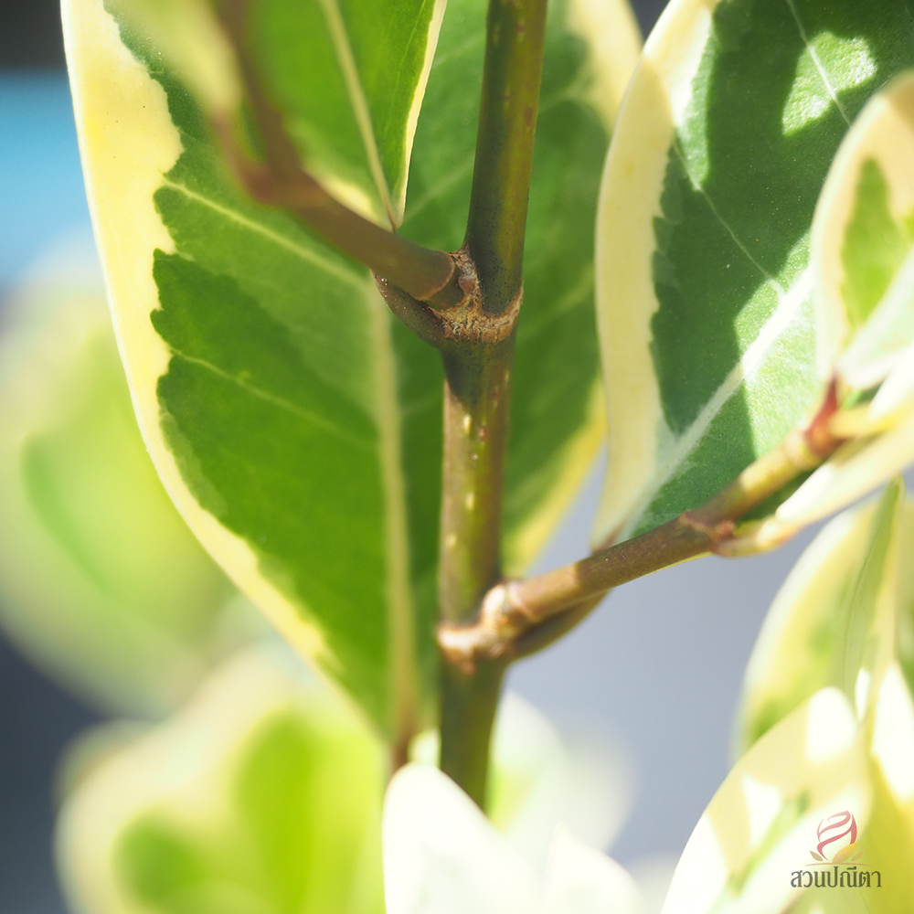 หัวใจเศรษฐี