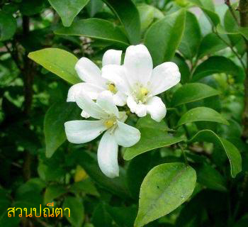 แก้วไทย