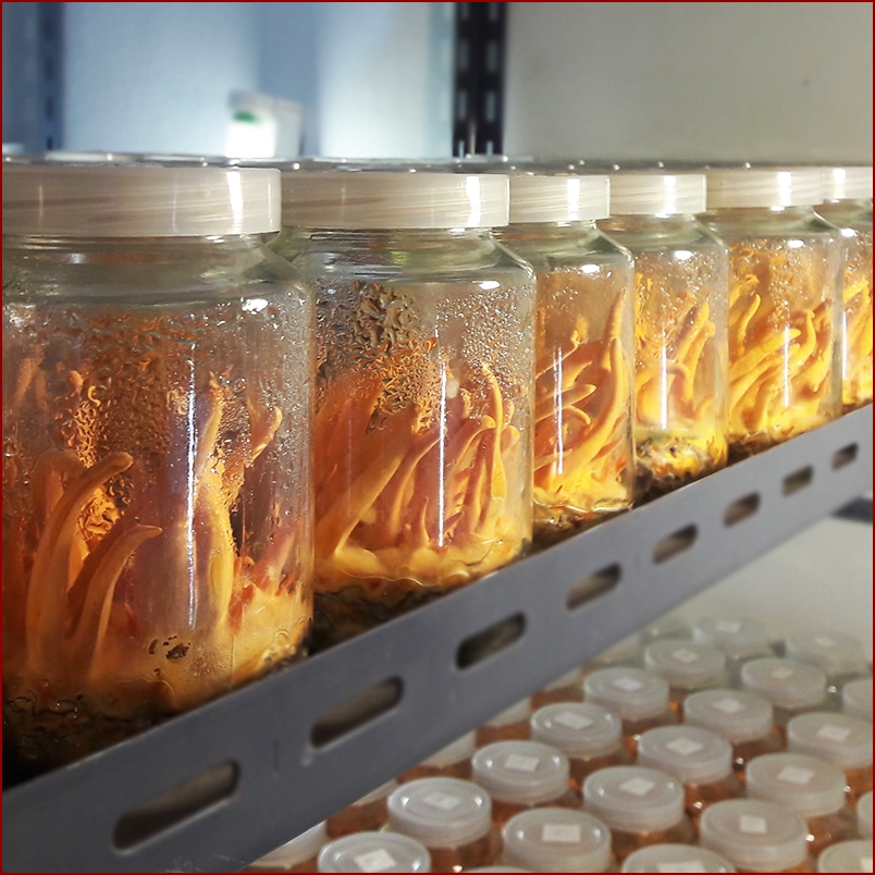 รากเห็ดถั่งเช่าสีทอง บดผง ดื่มบำรุงสุขภาพ น้ำหนัก 200 กรัม