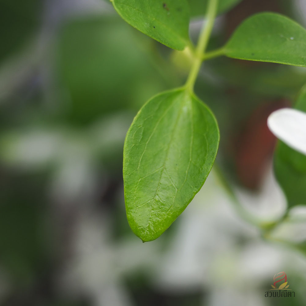 พวงวิวาห์