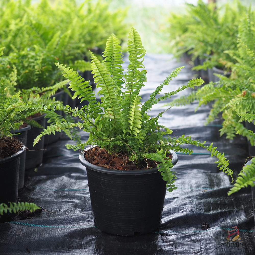 เฟิร์นบอสตัน