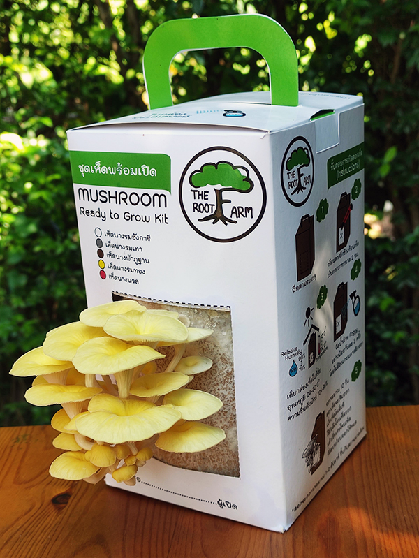 ชุดคิทเห็ดนางรมทองพร้อมเปิด (Mushroom Ready To Grow Kit)