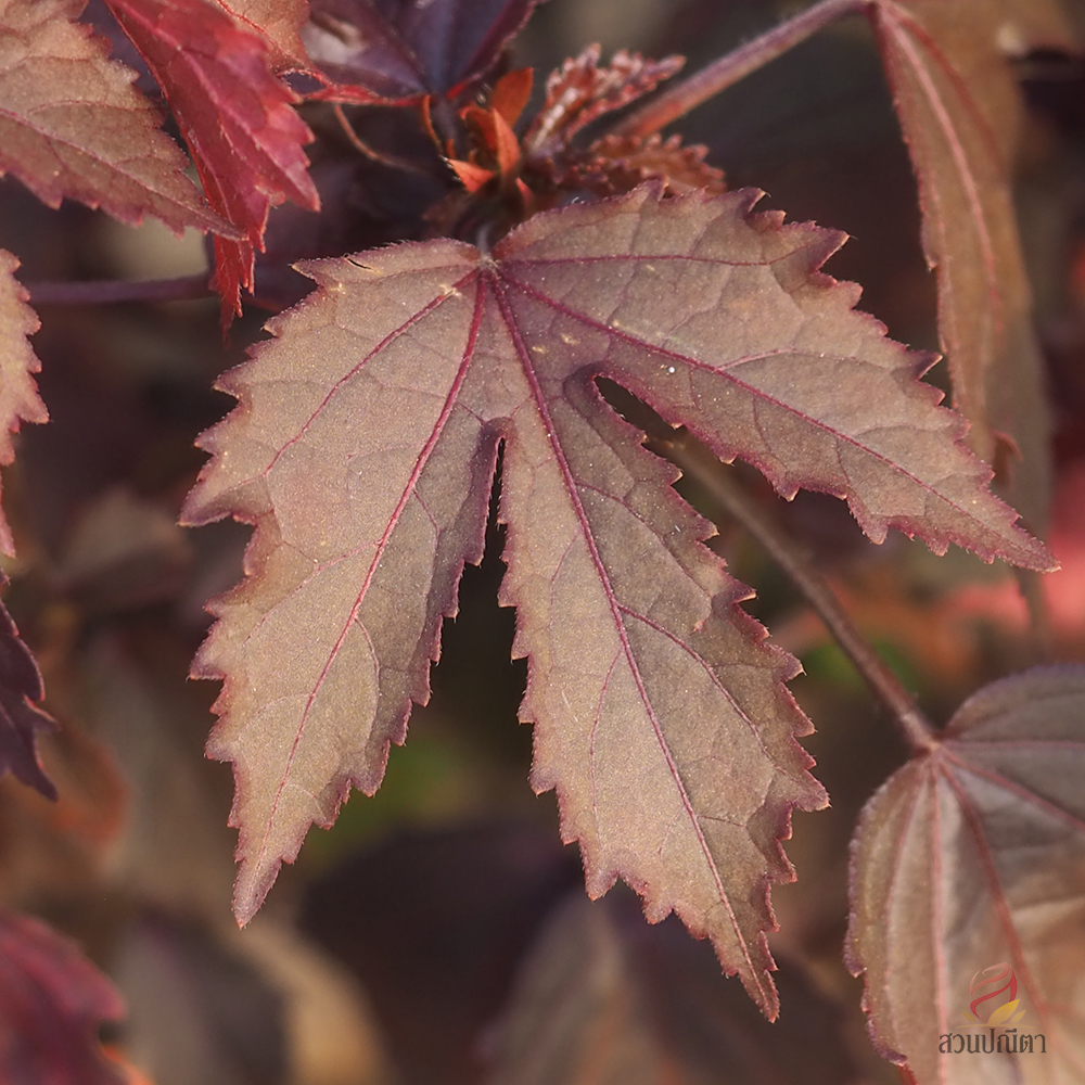 ชบาเมเปิ้ล