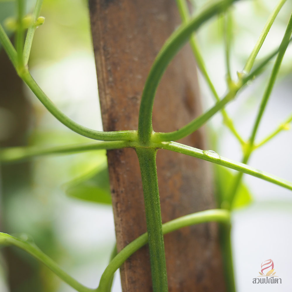 พวงวิวาห์