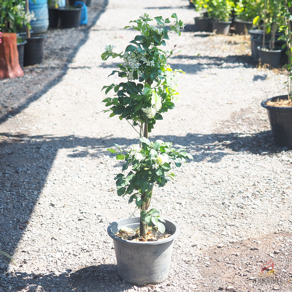 แก้วพวงดวงใจ