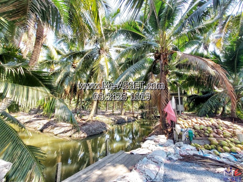 ขายที่ดินสวนมะพร้าวน้ำหอม ย่าน ทิมเรืองเวช หนองนกไข่ คลองจินดา บางช้าง สามพราน : ใกล้หมู่บ้านทิมเรืองเวช : 9-1-1 ไร่