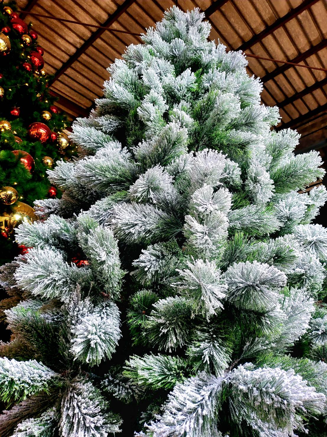 หากใครที่ต้องการเช่า ต้นคริสต์มาสปลอม ที่มีสีสันพ่นหิมะที่ลงตัว สมจริง ที่นี่ เราคัดสรรของมาให้บริการมากมาย โดยเฉพาะ ต้นคริสต์มาสปลอม