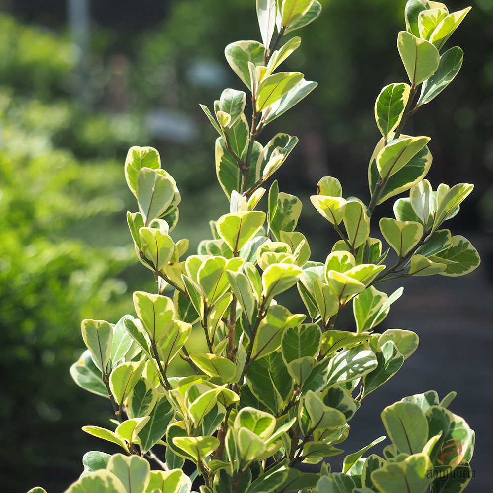 หัวใจเศรษฐี