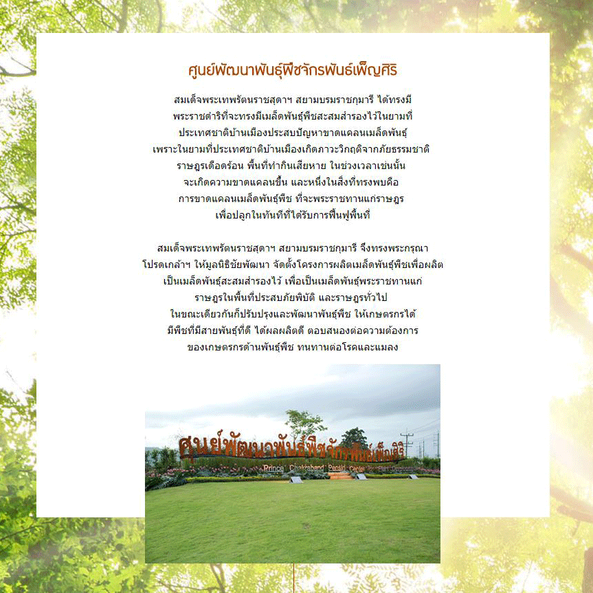 Exp.23/11/68 เมล็ดพันธุ์พืช จันกะผัก