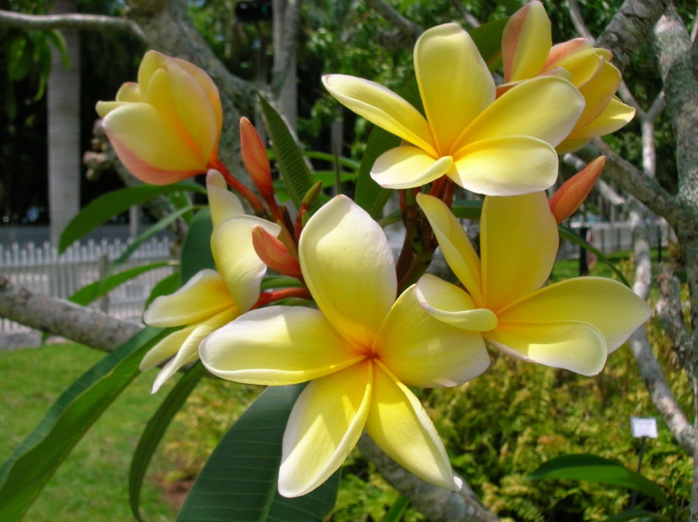 ลีลาวดี