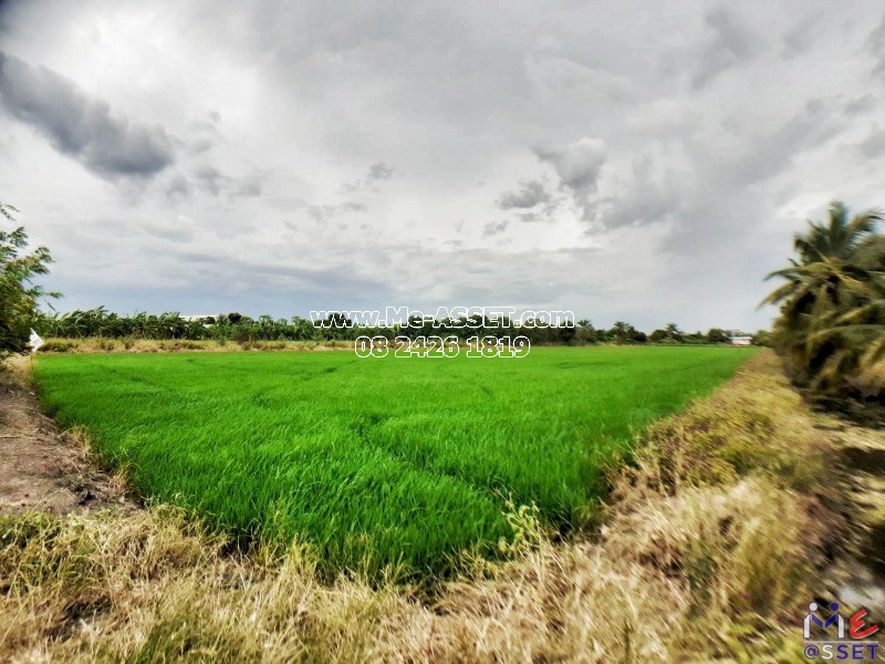 ขายที่ดินเปล่า ย่าน ลานตากฟ้า งิ้วราย มหาสวัสดิ์ : ใกล้ ม.พฤกษา 8 : 5-2-30.5 ไร่