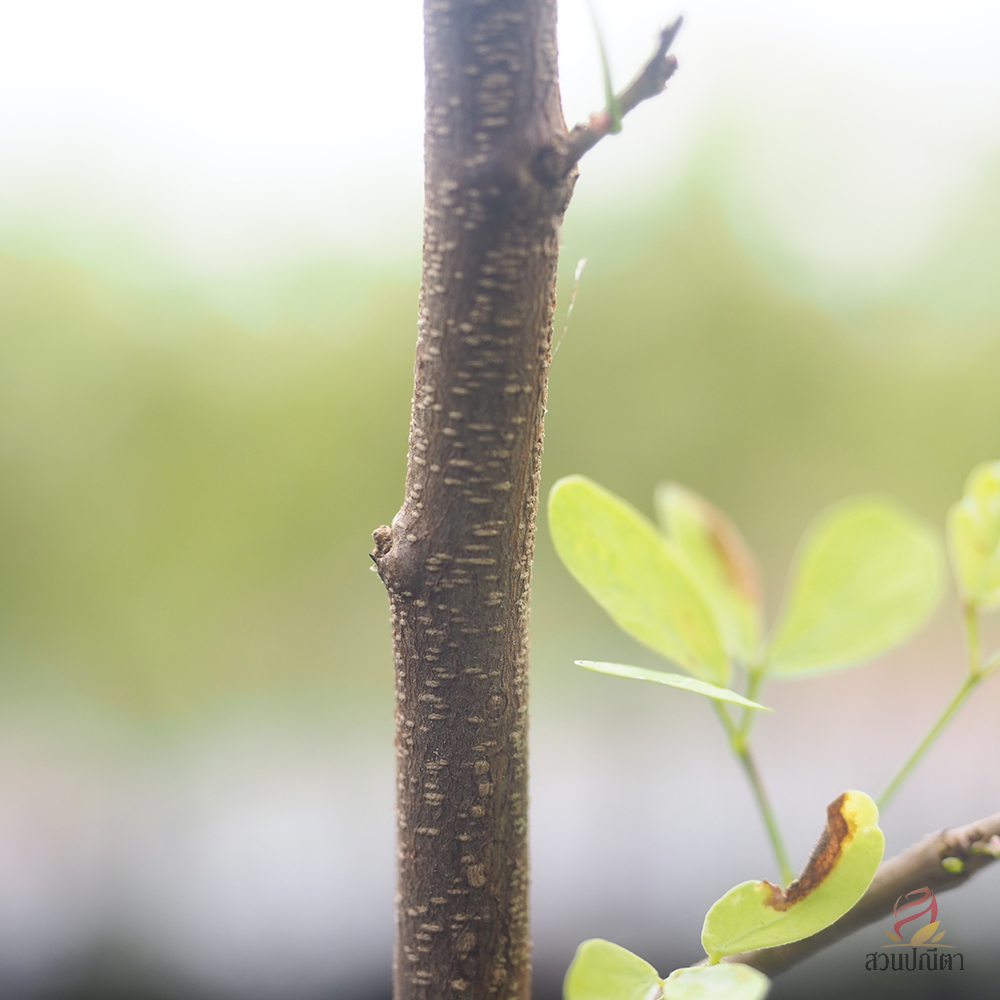 มะขามเทศด่าง