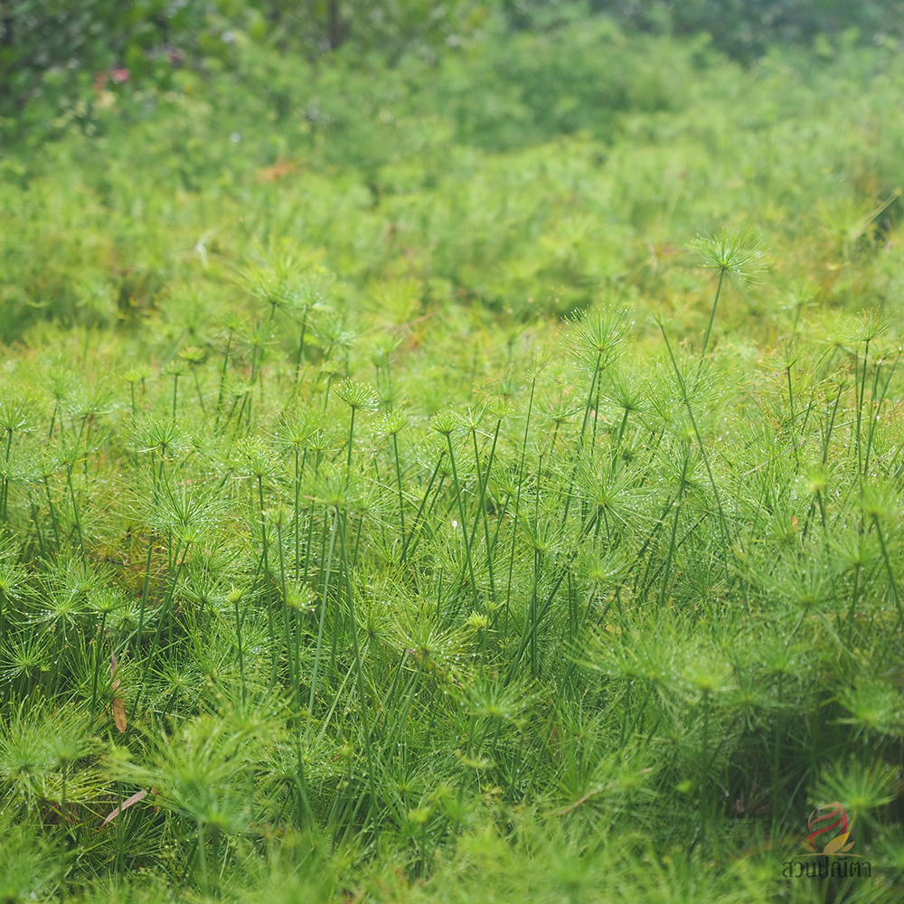 กกอียิปต์