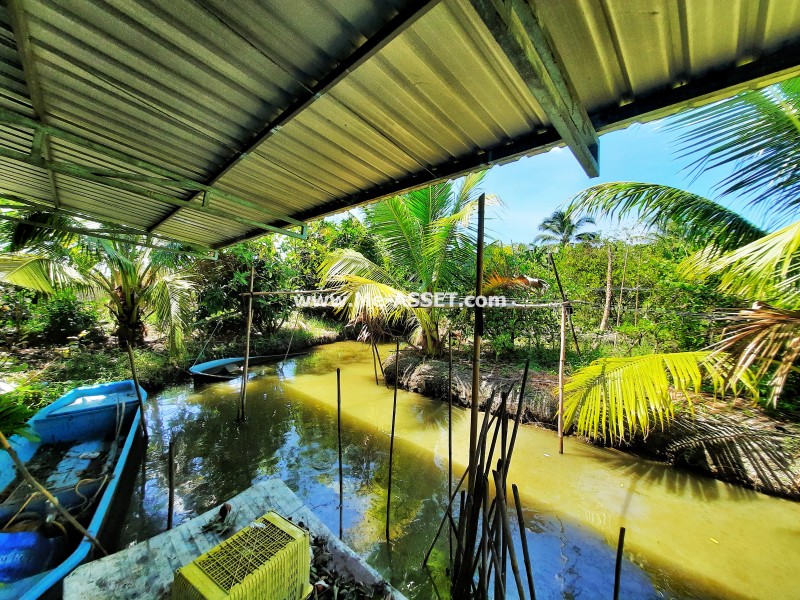 ขายที่ดินเกษตร สวนผสม ถ.บ้านวังนกไข่ ต.หนองนกไข่ อ.กระทุ่มแบน สมุทรสาคร / พื้นที่ 9-1-53 ไร่