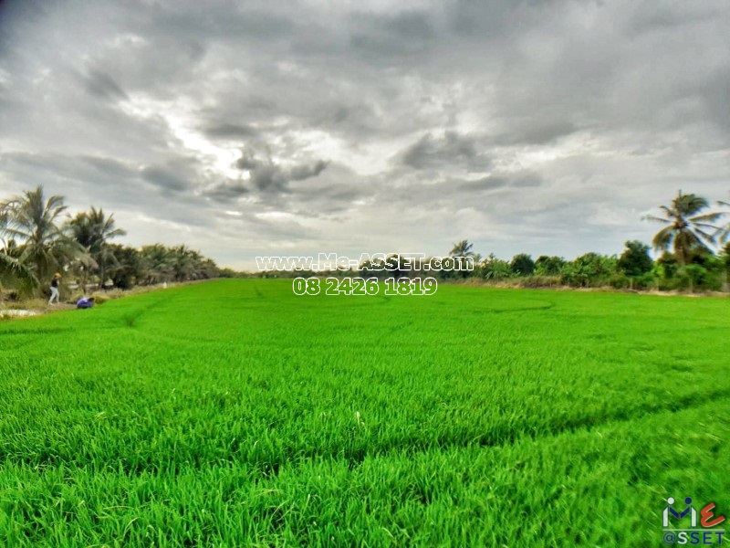 ขายที่ดินเปล่า ย่าน ลานตากฟ้า งิ้วราย มหาสวัสดิ์ : ใกล้ ม.พฤกษา 8 : 5-2-30.5 ไร่