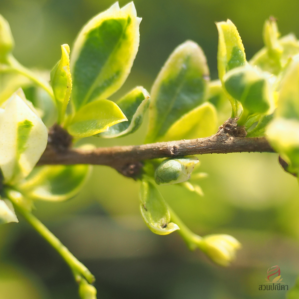 ชาฮกเกี้ยนด่าง