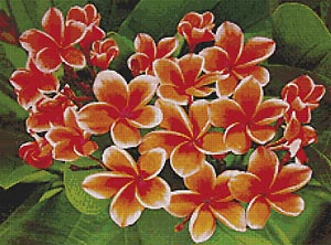 ลีลาวดีสีส้ม