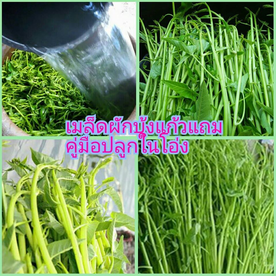 เมล็ดผักบุ้งแก้ว ชุดละ 200 เมล็ด