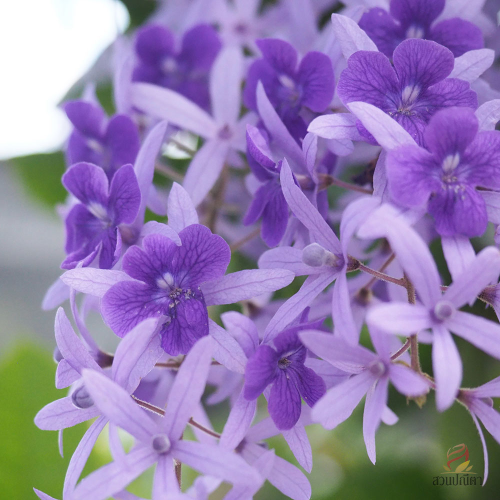 พวงครามออสเตเรีย