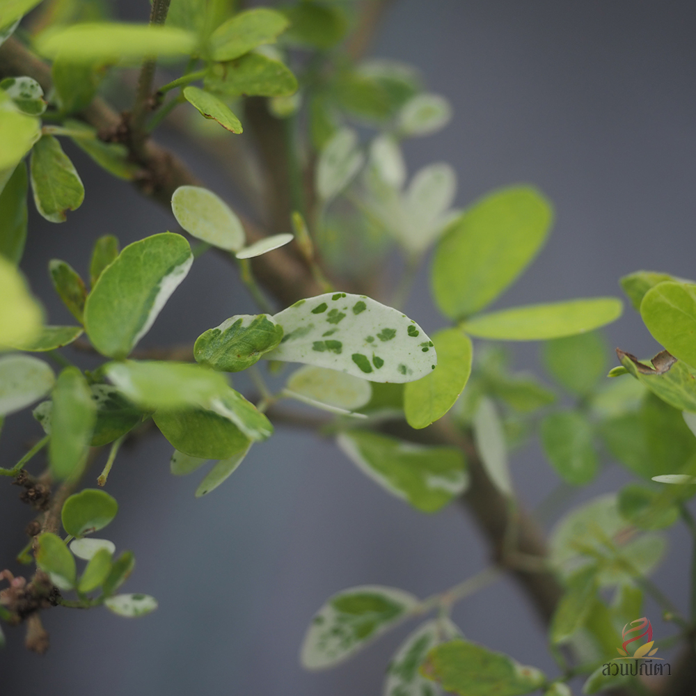 มะขามเทศด่าง