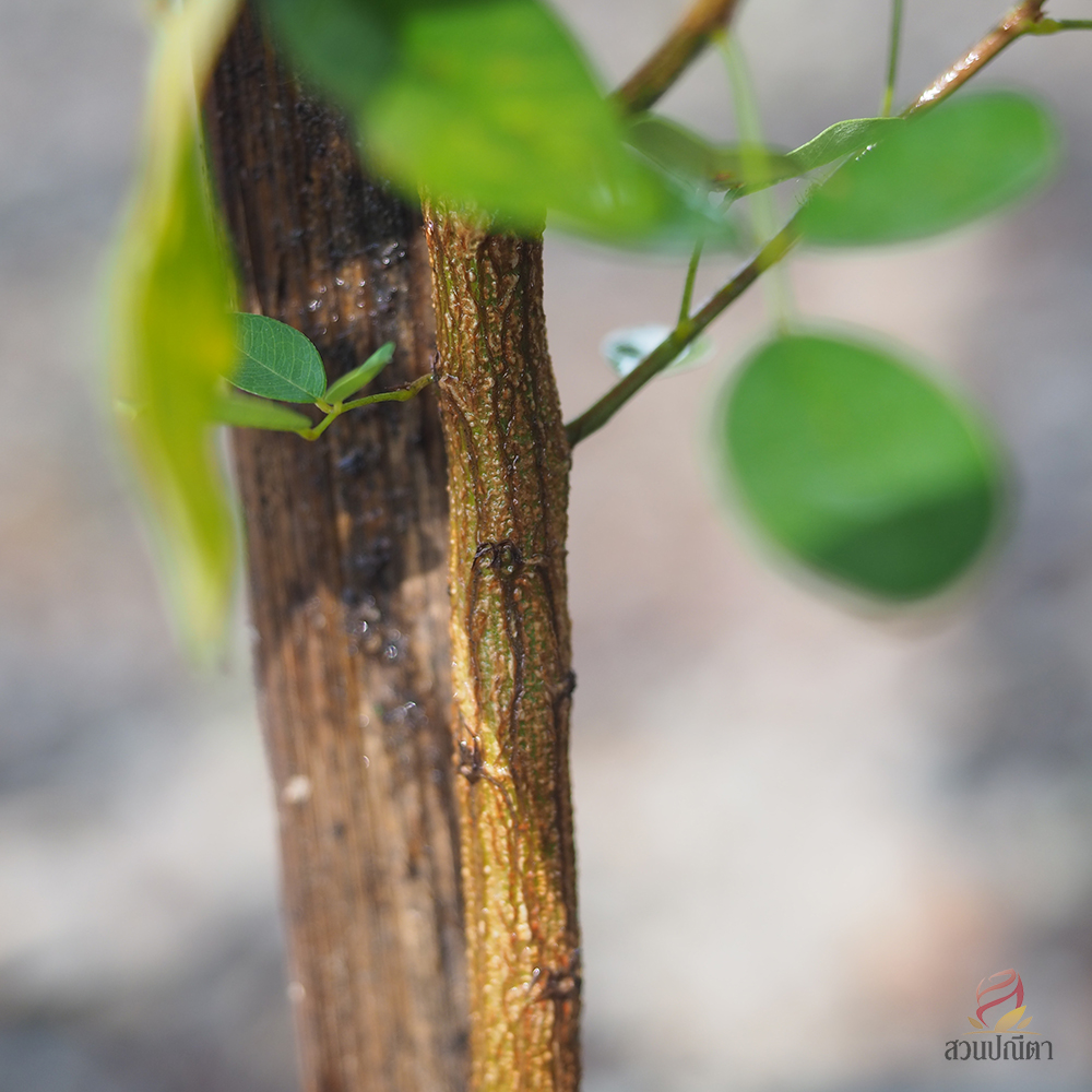 นีออนฟิลิปปินส์