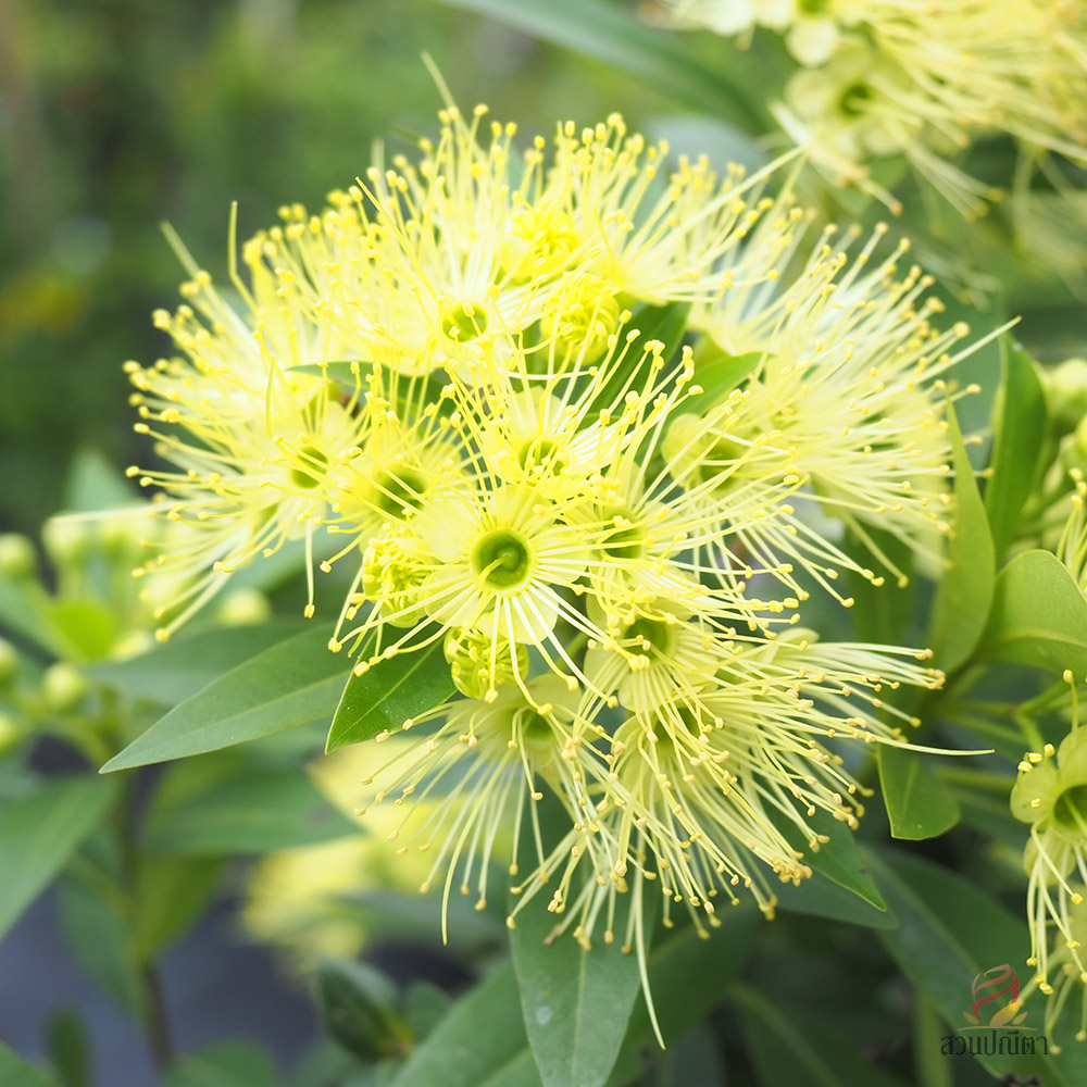 รักแรกพบ