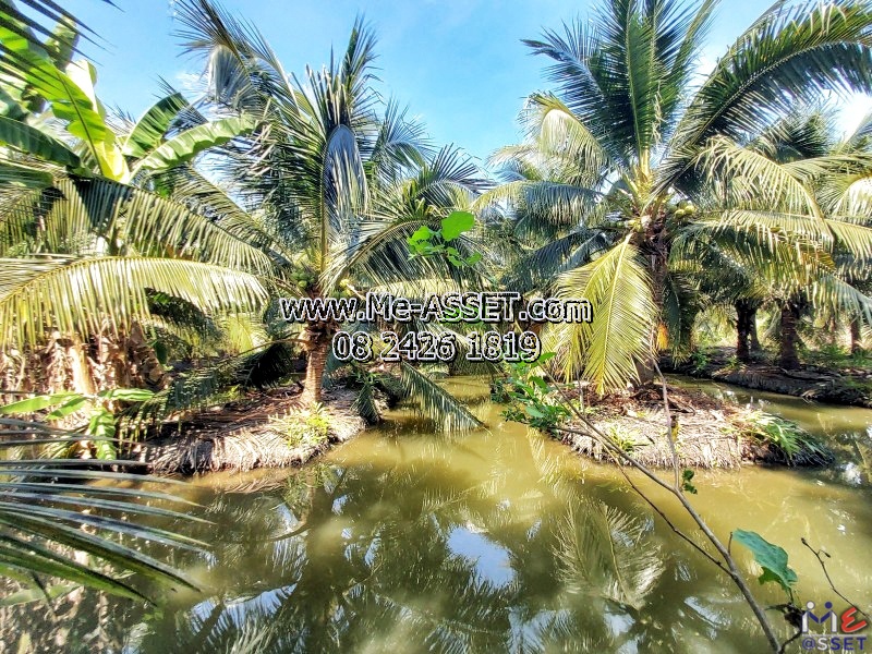 ขายที่ดินสวนมะพร้าวน้ำหอม ย่าน ทิมเรืองเวช หนองนกไข่ คลองจินดา บางช้าง สามพราน : ใกล้หมู่บ้านทิมเรืองเวช : 9-1-1 ไร่