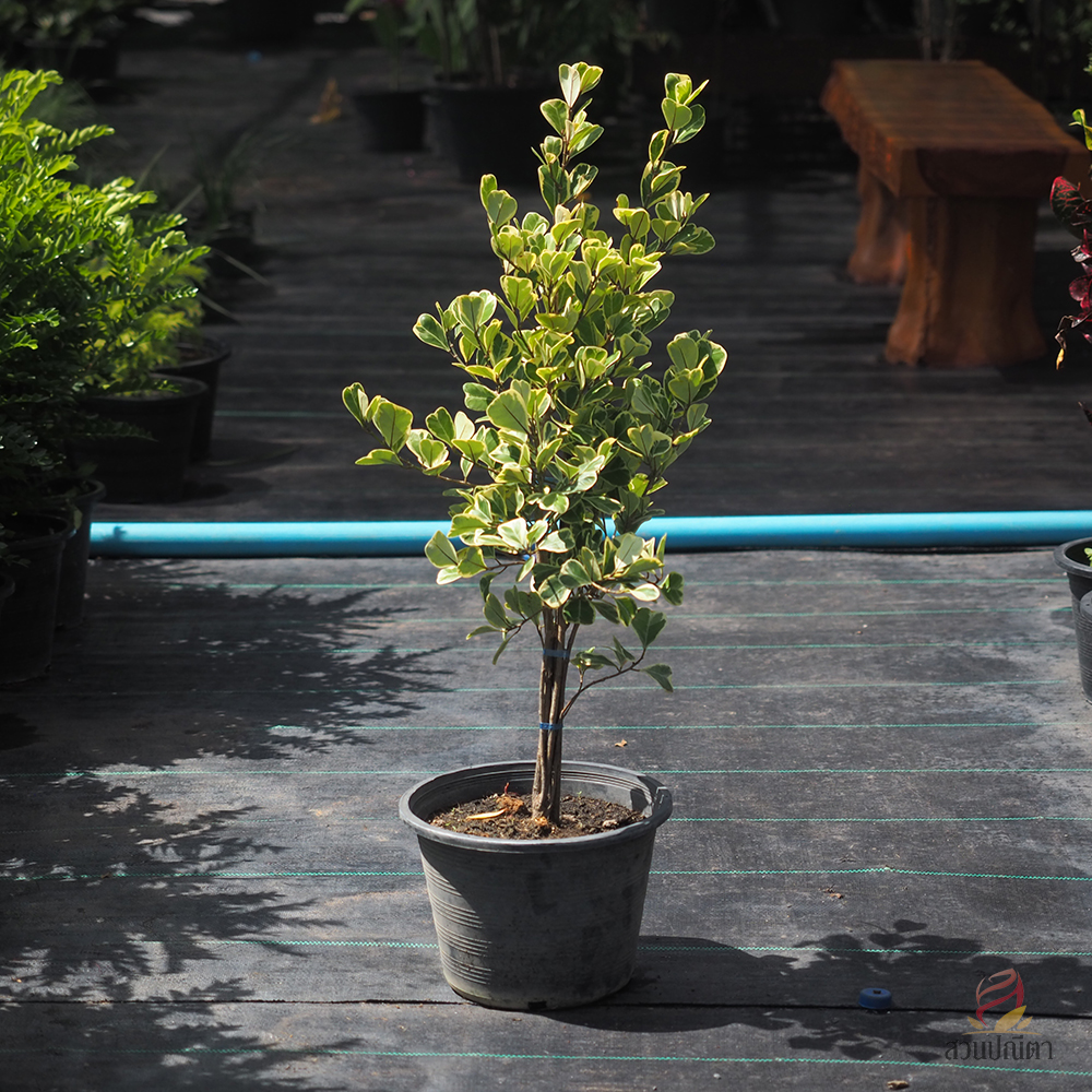 หัวใจเศรษฐี