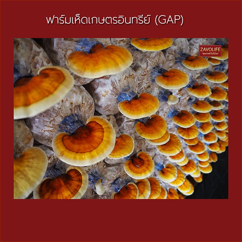 เห็ดหลินจือแดงอบแห้ง ออร์แกนิค(หั่นชิ้น) ช่วยบำรุงตับ ไต ให้ทำงานดีขึ้น(แพ็ค 5 ถุง)