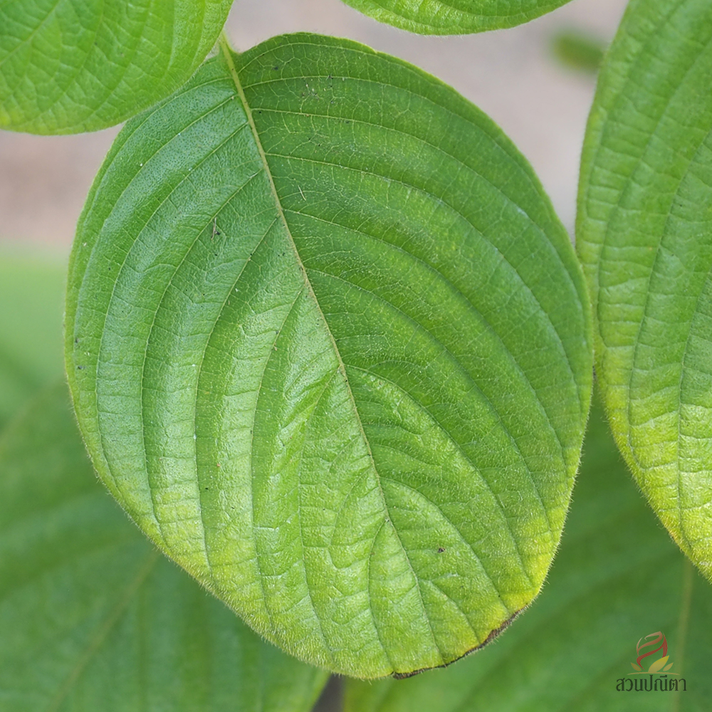 ดอนญ่าแดง