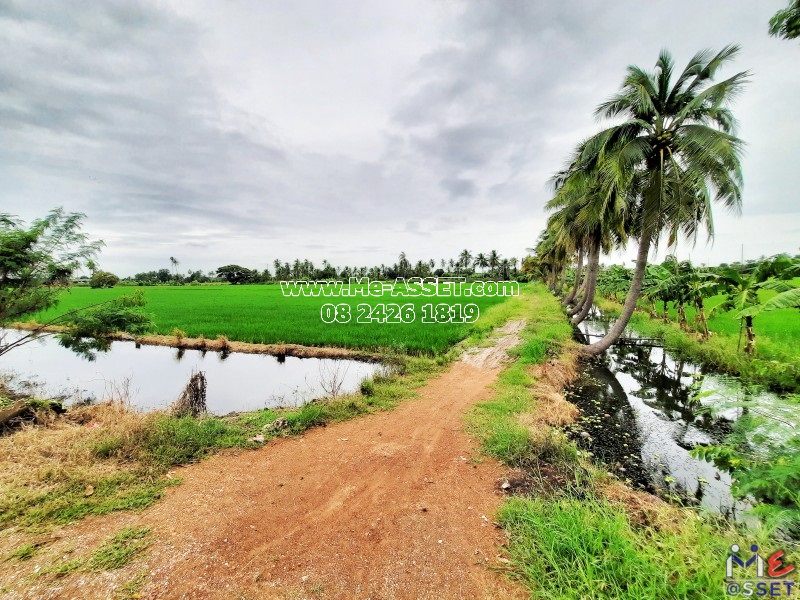 ขายที่ดินเปล่า ย่าน ลานตากฟ้า งิ้วราย มหาสวัสดิ์ : ใกล้ ม.พฤกษา 8 : 11-1-6 ไร่