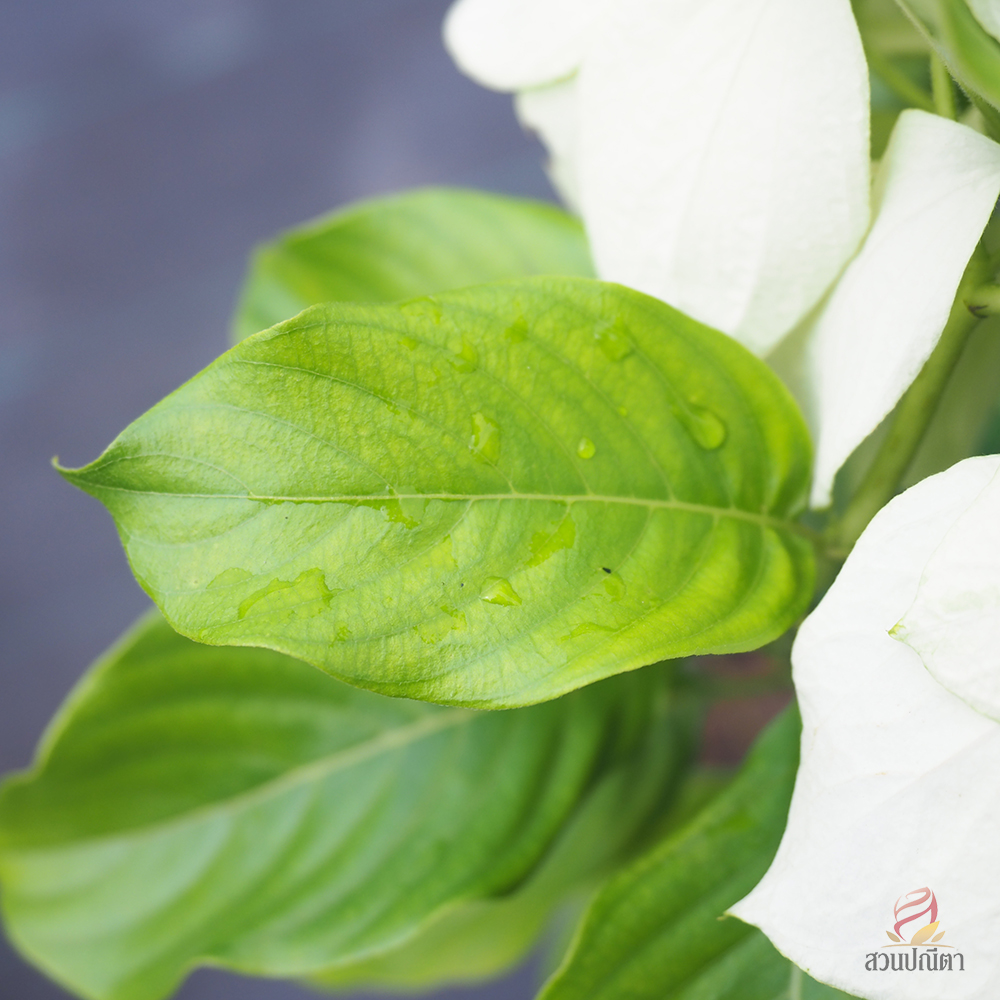 ดอนญ่าขาว