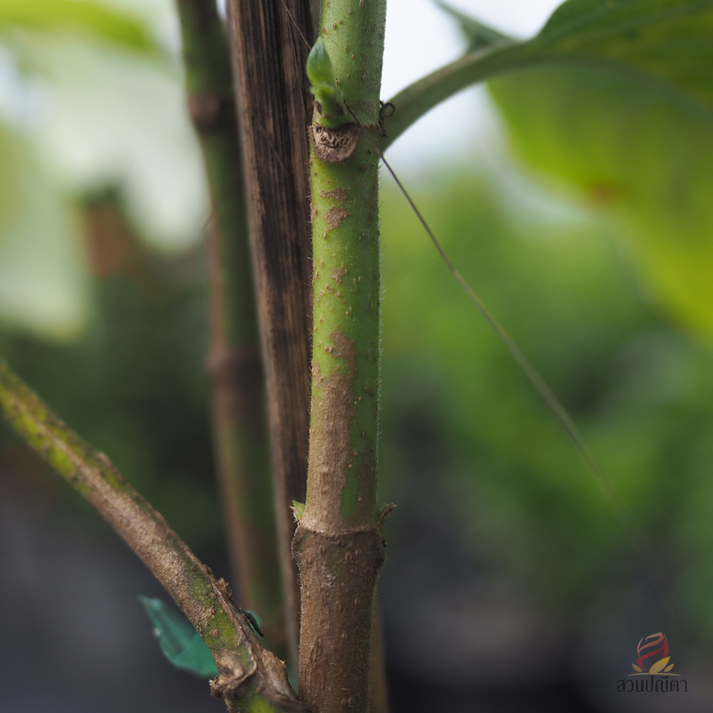 ดอนญ่าขาว