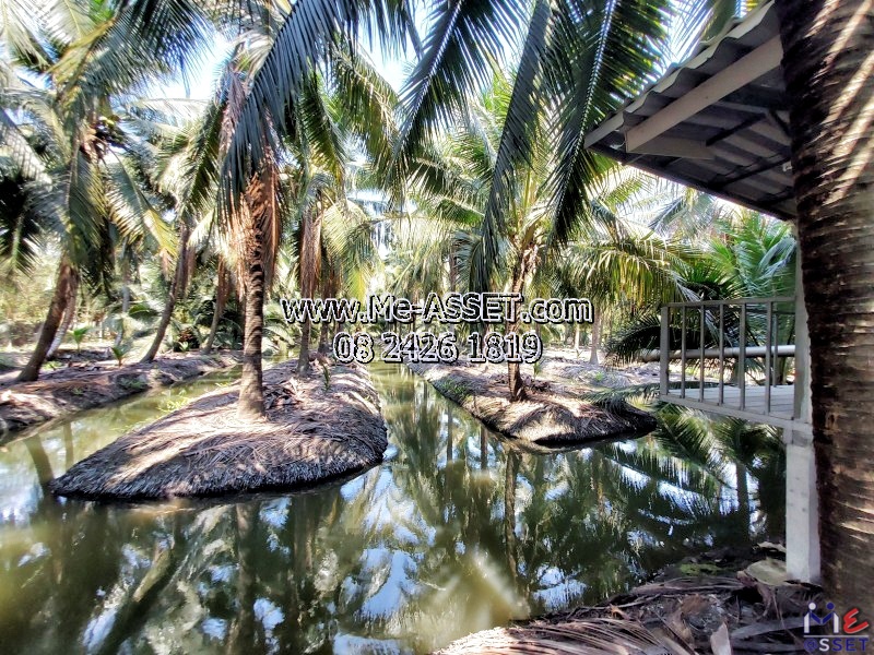 ขายที่ดินสวนมะพร้าวน้ำหอม ย่าน ทิมเรืองเวช หนองนกไข่ คลองจินดา บางช้าง สามพราน : ใกล้หมู่บ้านทิมเรืองเวช : 9-1-1 ไร่