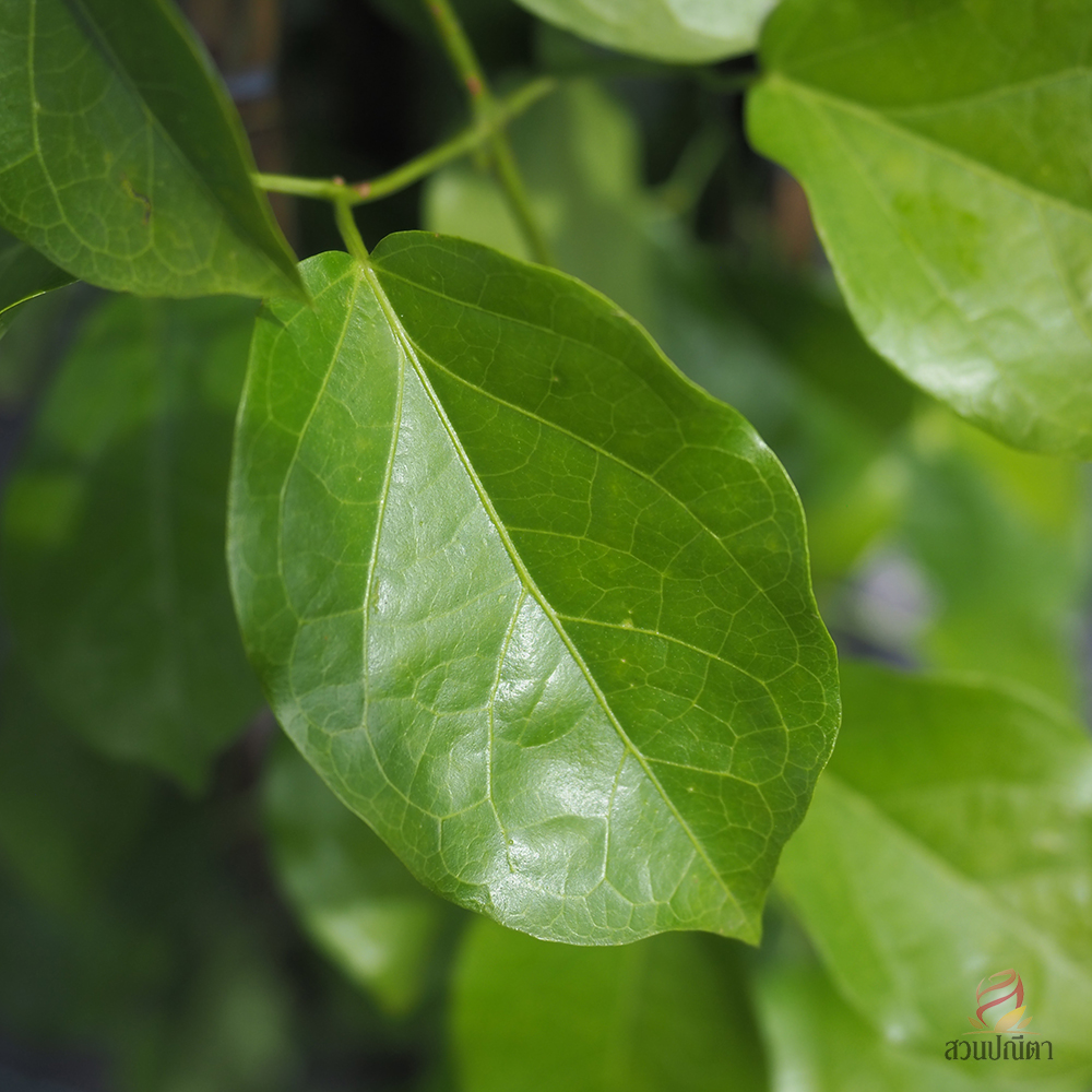 เหลืองชัชวาลย์