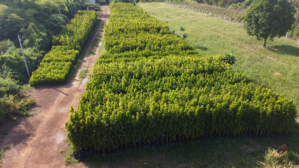 อโศกอินเดีย (ไซส์ถุง)