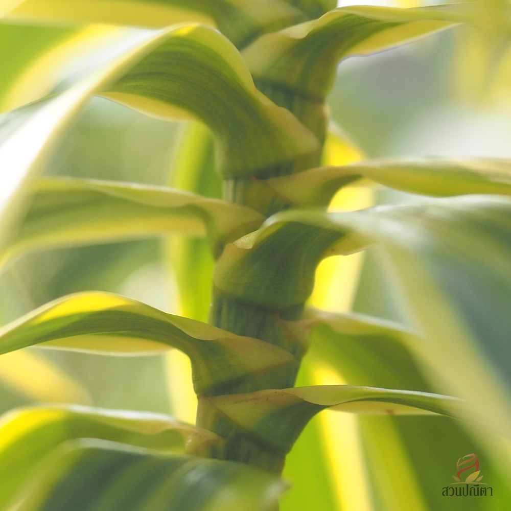 ซองออฟอินเดีย