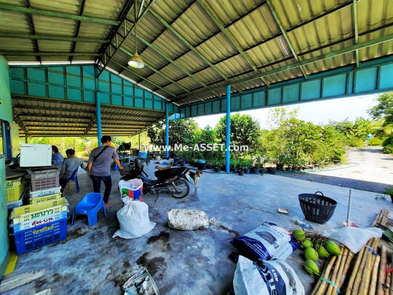 ขายที่ดินเกษตร สวนผสม ถ.บ้านวังนกไข่ ต.หนองนกไข่ อ.กระทุ่มแบน สมุทรสาคร / พื้นที่ 9-1-53 ไร่