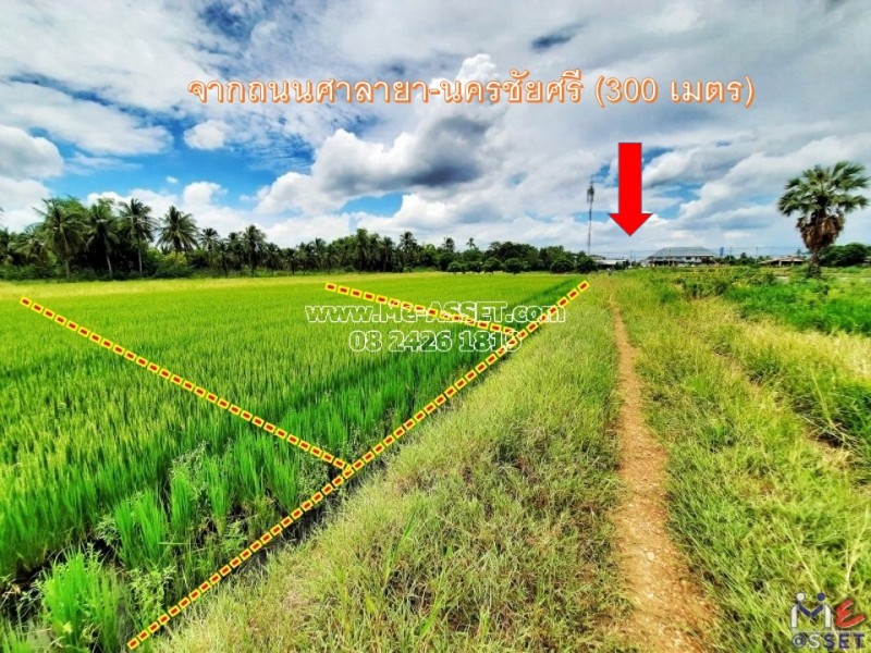 ขายที่ดินเปล่า 5 แปลงติดกัน ติดทางสาธารณะ ย่าน ศาลายา มหาสวัสดิ์ พุทธมณฑล นครชัยศรี : ใกล้ อบต.มหาสวัสดิ์ : แปลงละ 200 ตร.วา