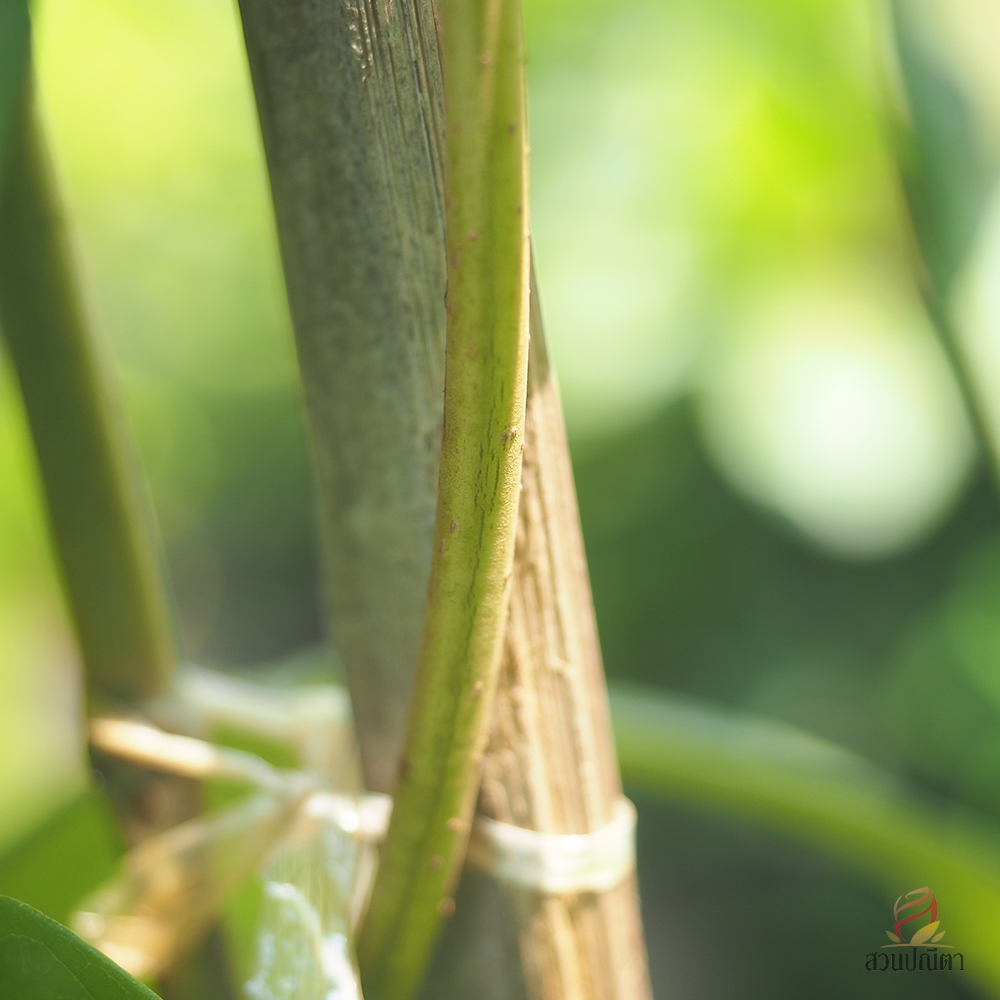 ม่วงมณีรัตน์