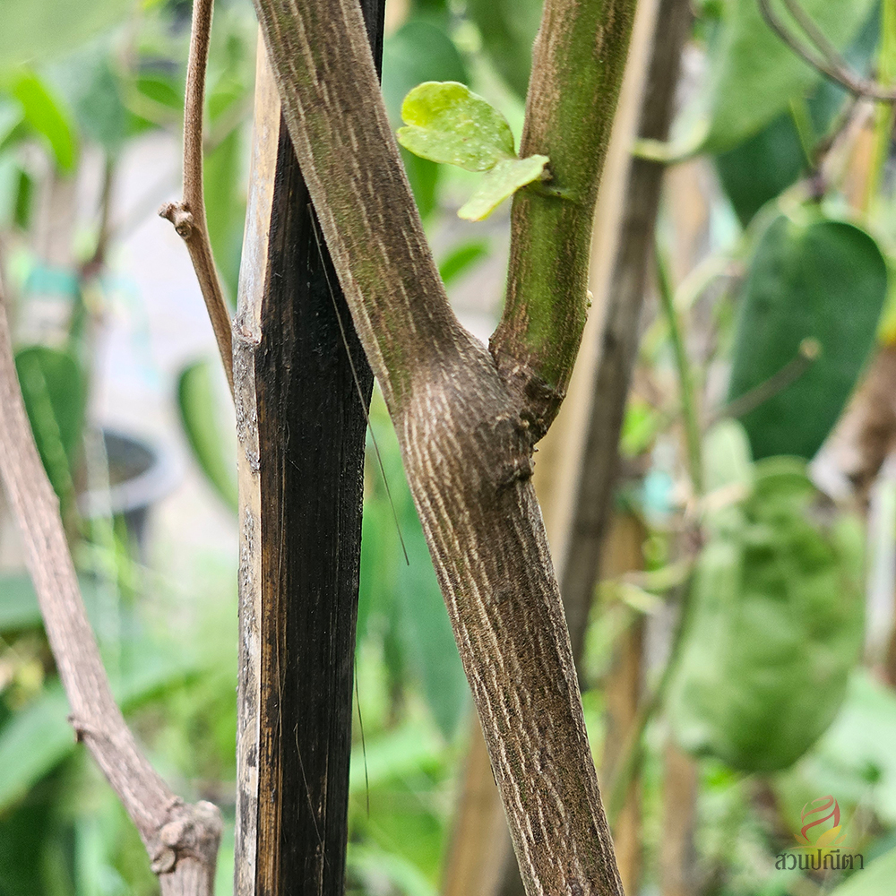 สร้อยฟ้าแดง