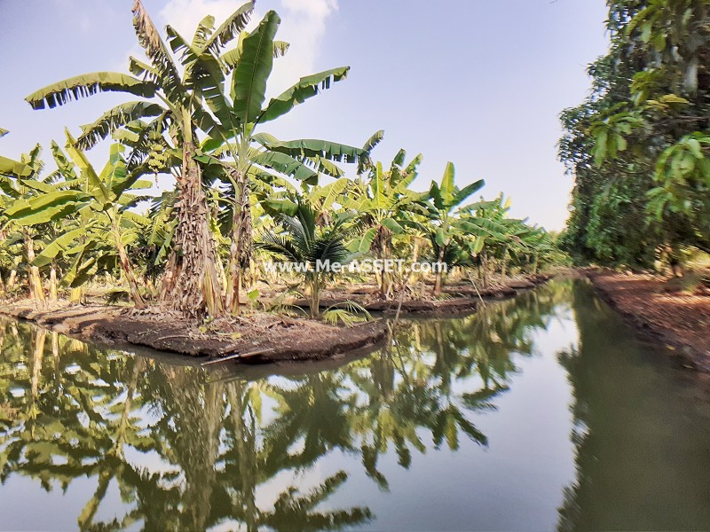 ขายที่ดินเกษตร สวนมะพร้าวน้ำหอม ถ.เพชรเกษม ต.บางช้าง อ.สามพราน นครปฐม / พื้นที่ 9-1-1 ไร่