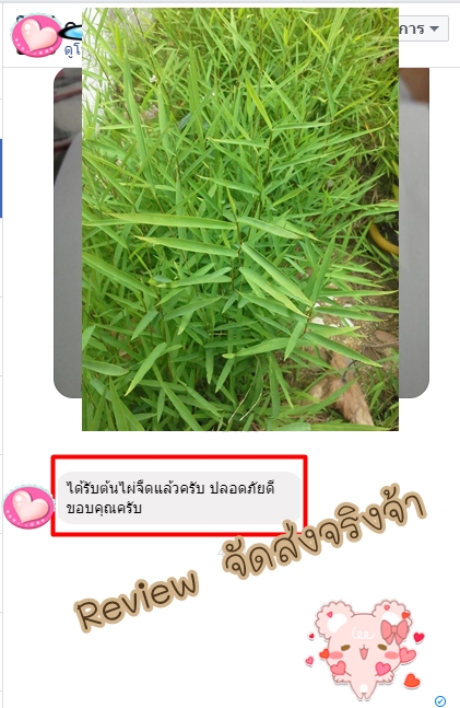 ต้นไผ่ร้อยกอ หรือ ต้นไผ่จืด