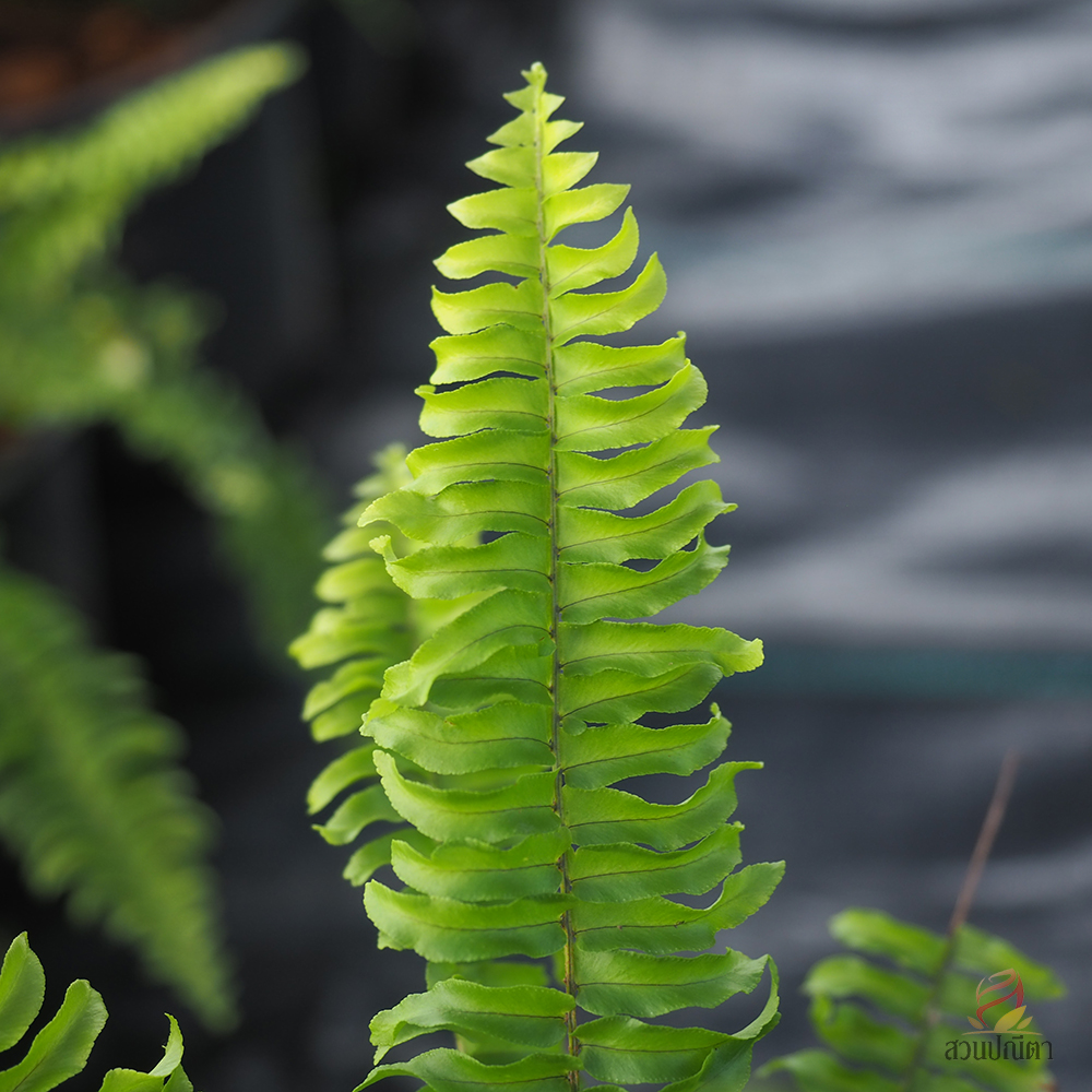 เฟิร์นบอสตัน