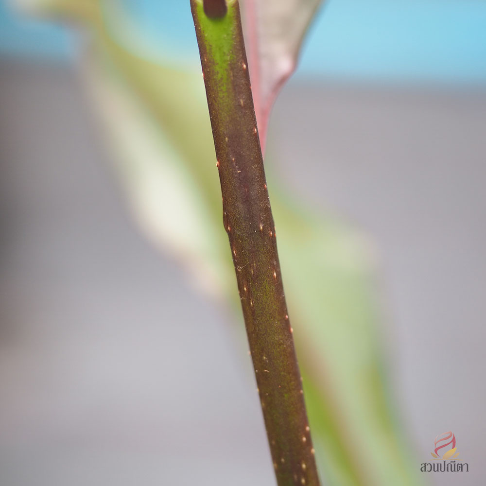 เป็ดแดง