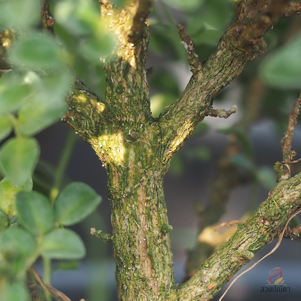 แก้วแคระใบประยงค์